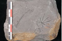 Foto (Detailansicht) von Asterophyllites sp.  (NHMW-GEO-2024-0188-10991)